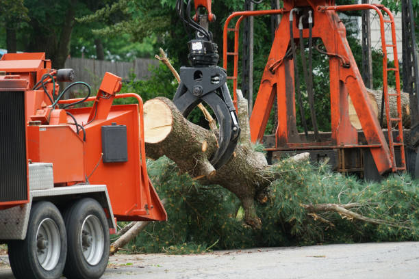 Professional Tree Service in South Bay, FL